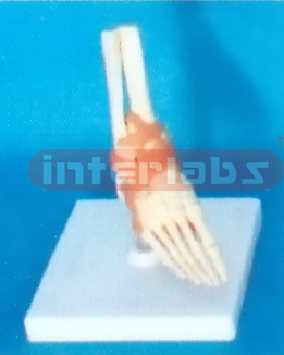 MIDDLE FOOT JOINT FUNCTIONAL MODEL